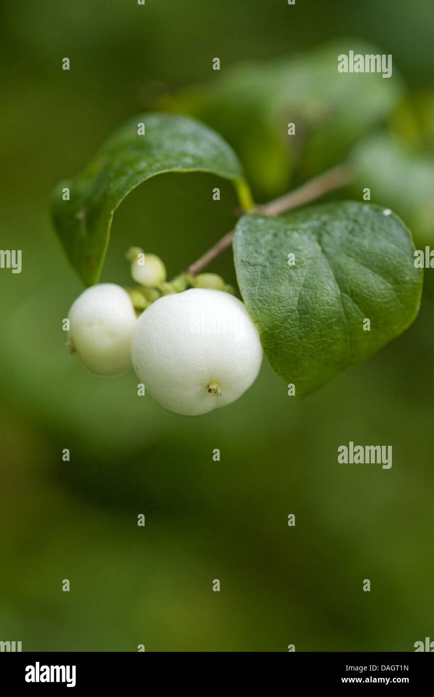 Common snowberry, waxberry (Symphoricarpos albus, Symphoricarpos rivularis), twig with leaves and fruits Stock Photo