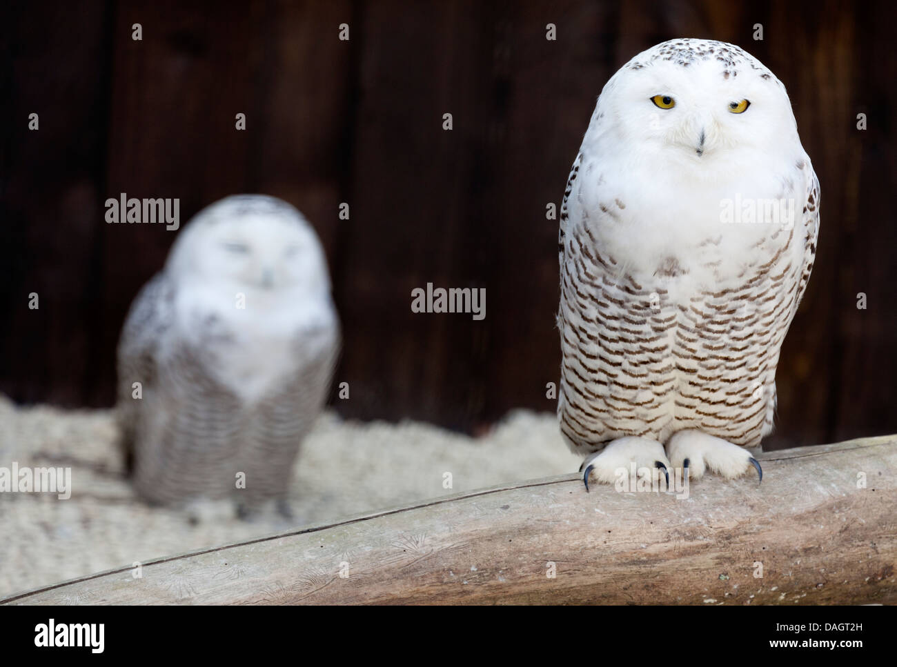 A pair of Snowy Owls (Bubo Scandiacus) at Millets Farm, Oxford Stock Photo