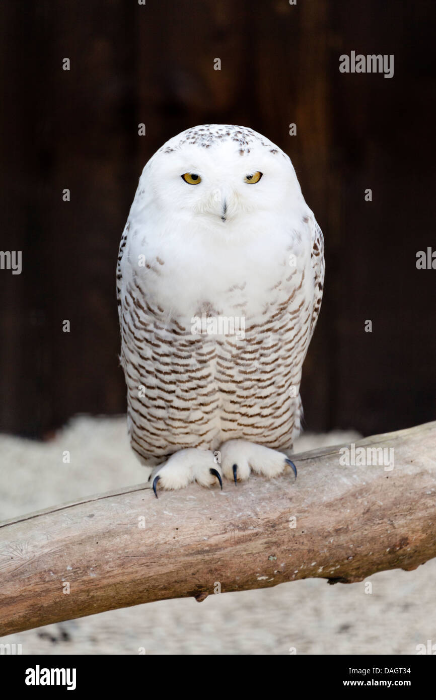 A Snowy Owl (Bubo Scandiacus) at Millets Farm, Oxfordshire Stock Photo