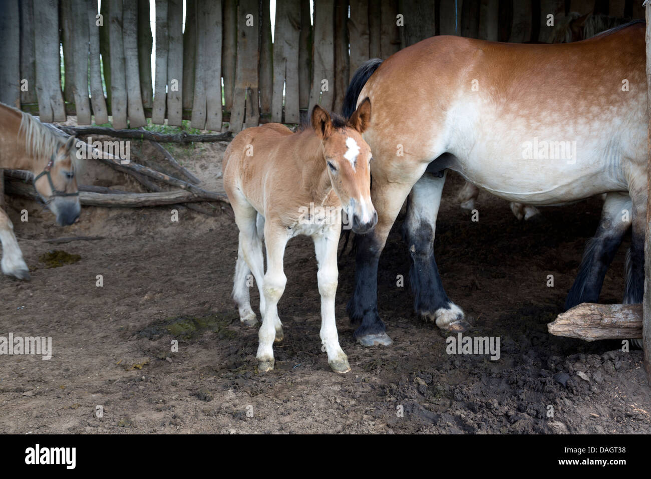 Foal in a shed, Poland. Stock Photo