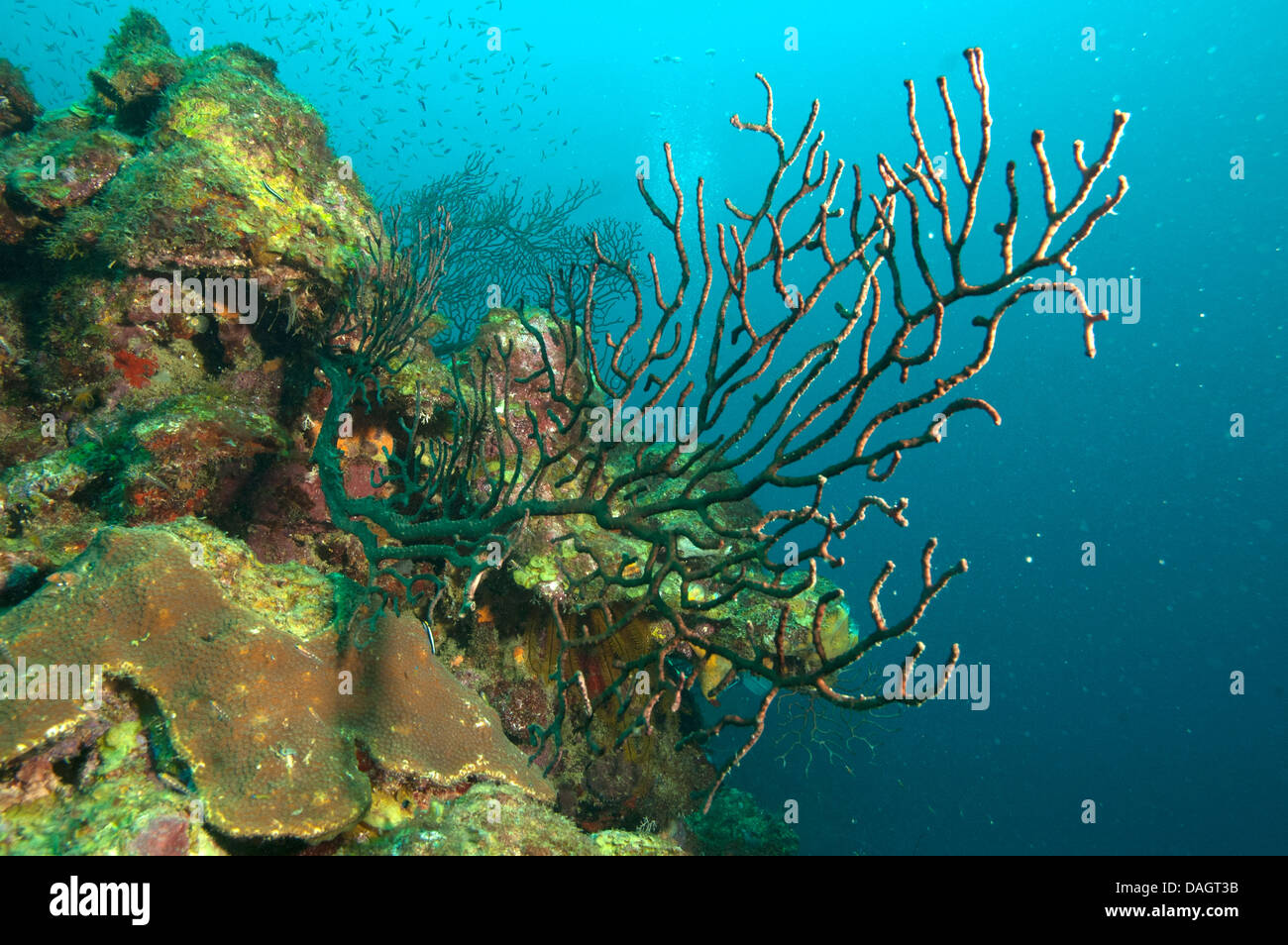 Coral in the Caribbean Sea, St Lucia Stock Photo