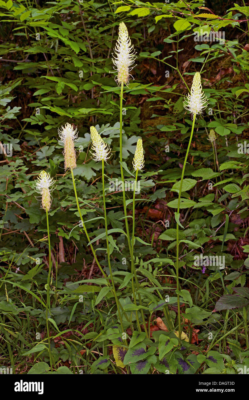 spiked rampion (Phyteuma spicatum), blooming, Germany, NRW, Bergisches Land Stock Photo