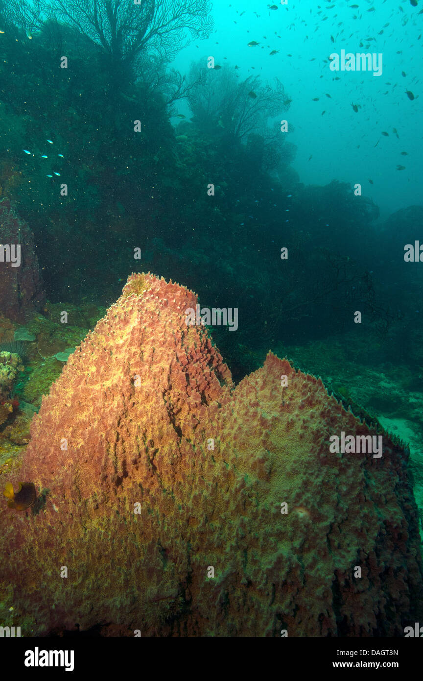 Giant Sponge Stock Photo Alamy