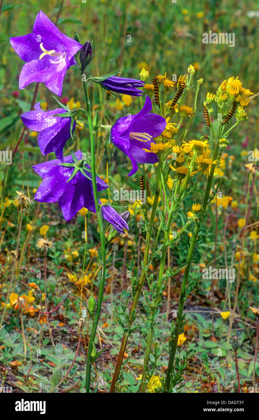 peach-leaved bellflower (Campanula persicifolia), with ragwort benweed ...