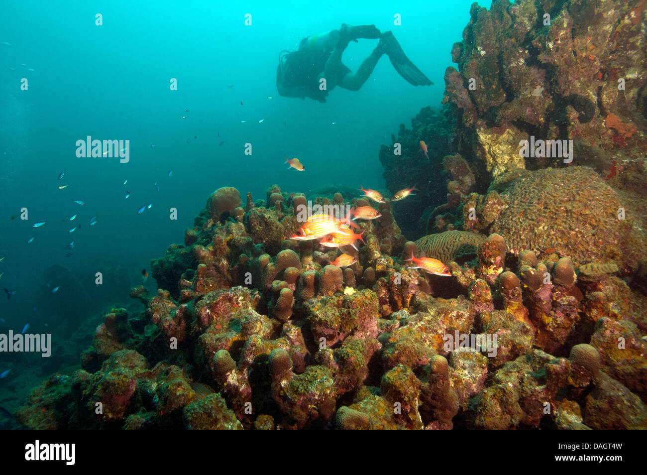 Diver on Coral reef Stock Photo