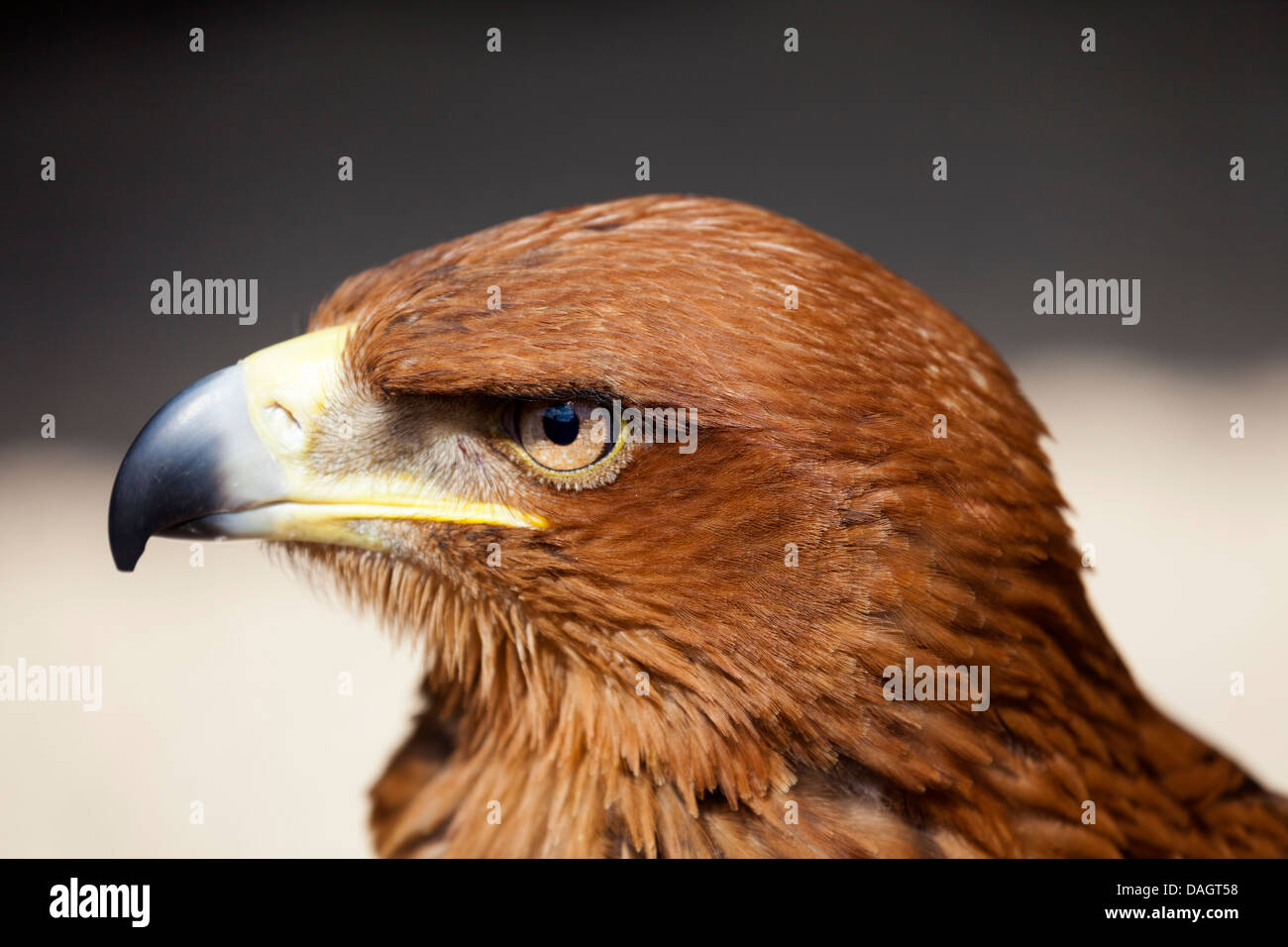 A Tawny Eagle - Aquila Rapax - at Millets Farm, Oxfordshire Stock Photo