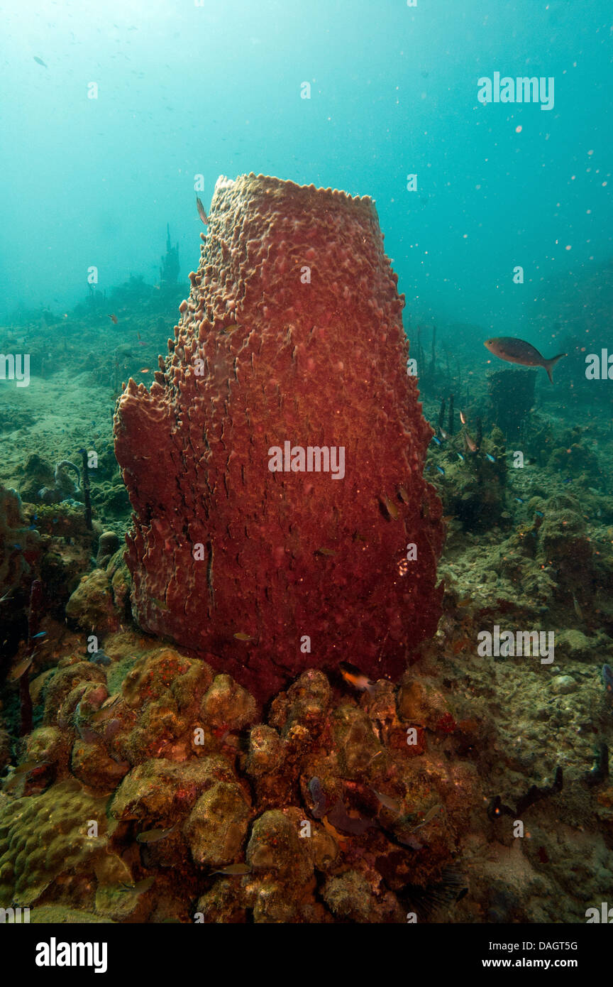 does the giant barrel sponge move