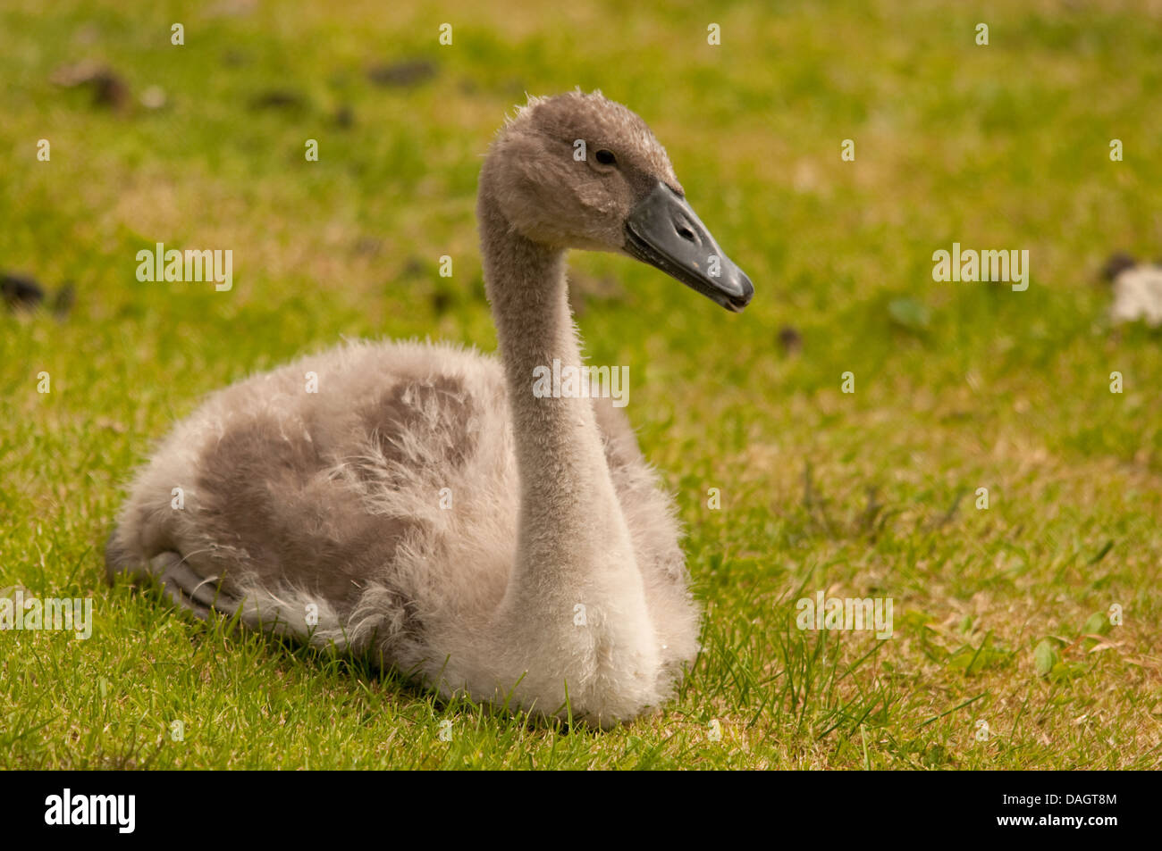 Mute Swan Stock Photo Alamy