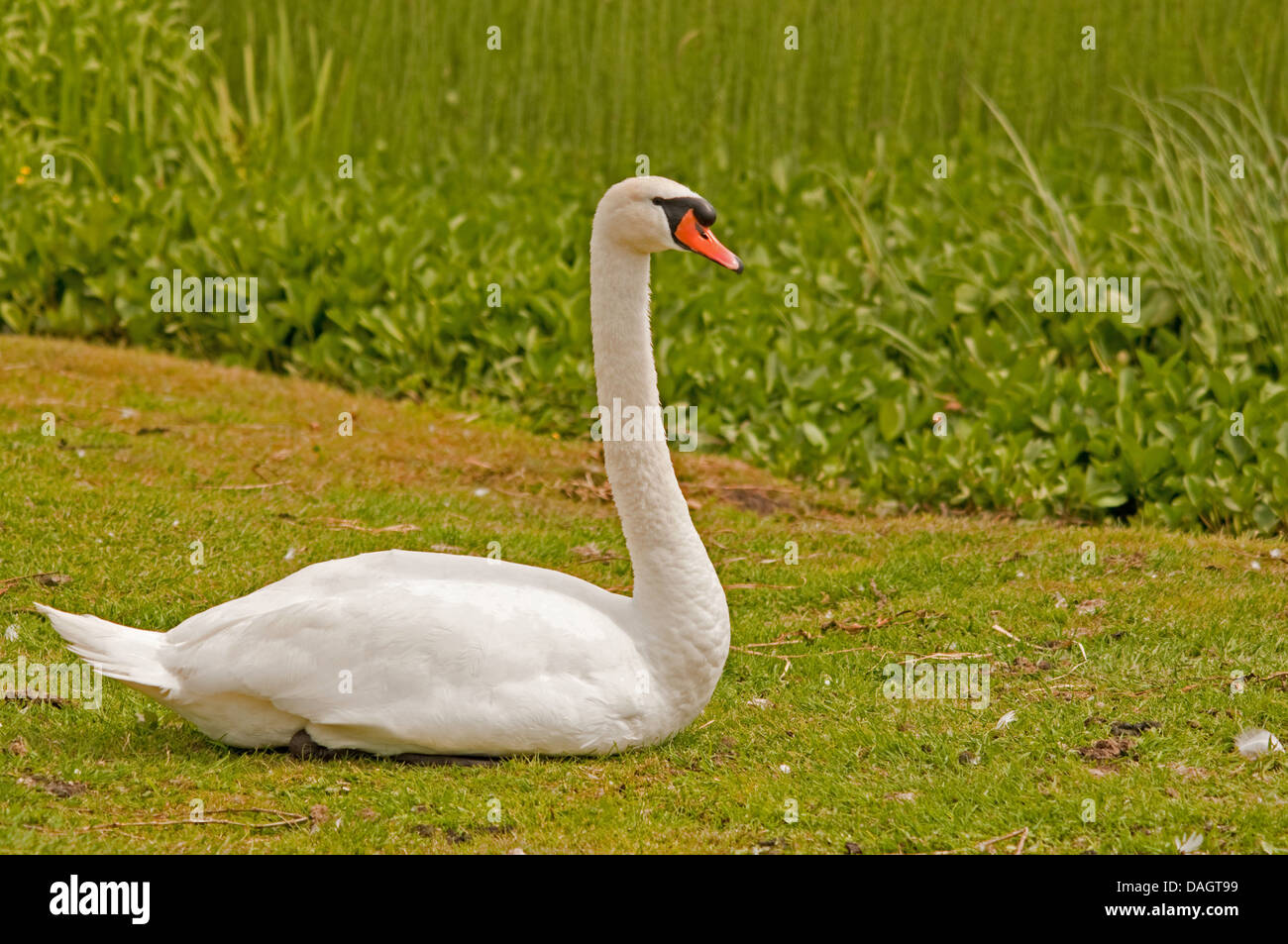 Mute swan laying down Stock Photo Alamy