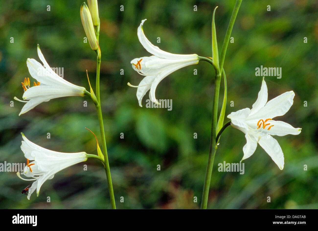 St. Bruno's Lily (Paradisea liliastrum, Paradisia liliastrum), flowers, Italy, South Tyrol, Dolomites Stock Photo