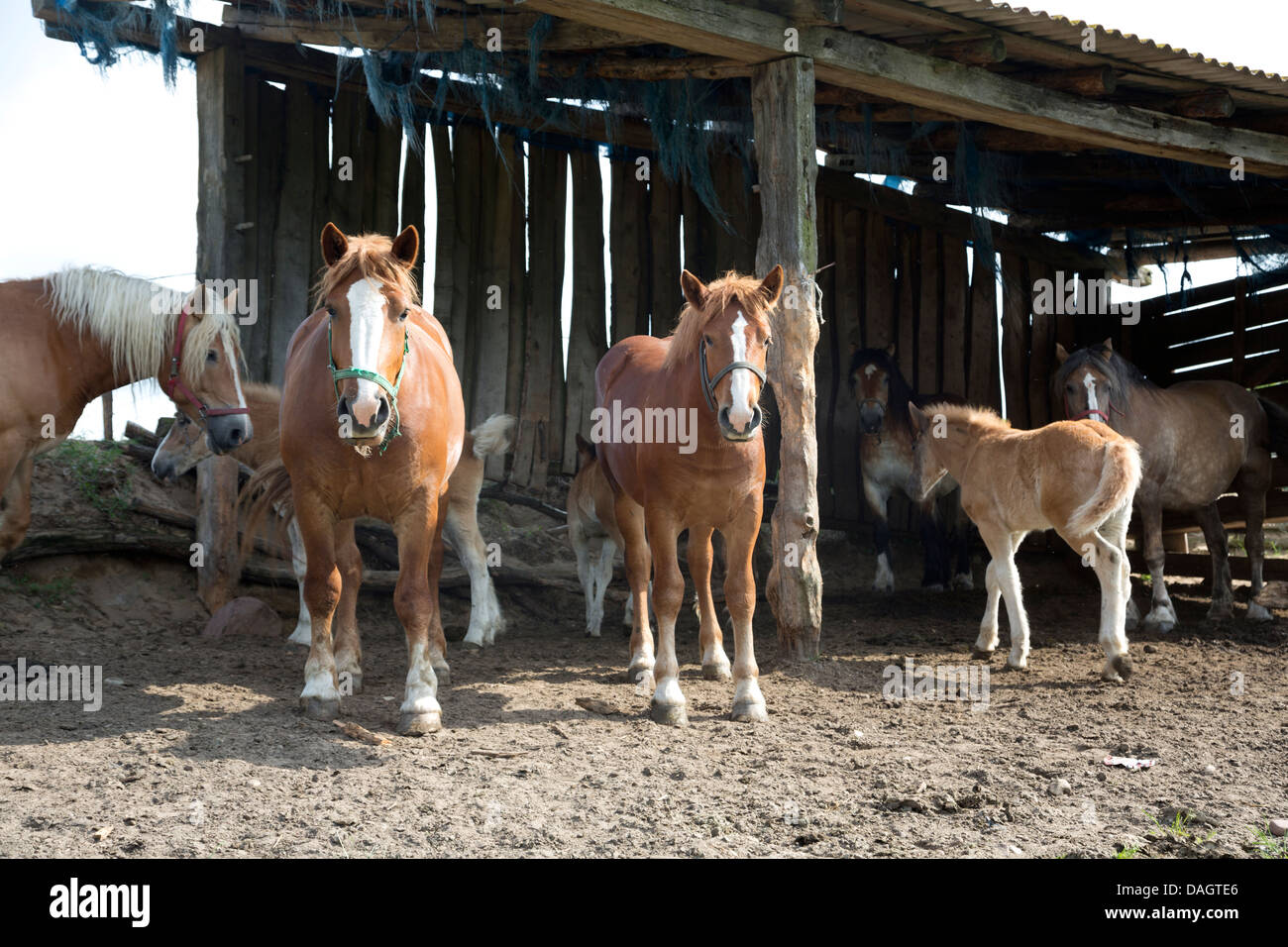 Horses in a shed Stock Photo
