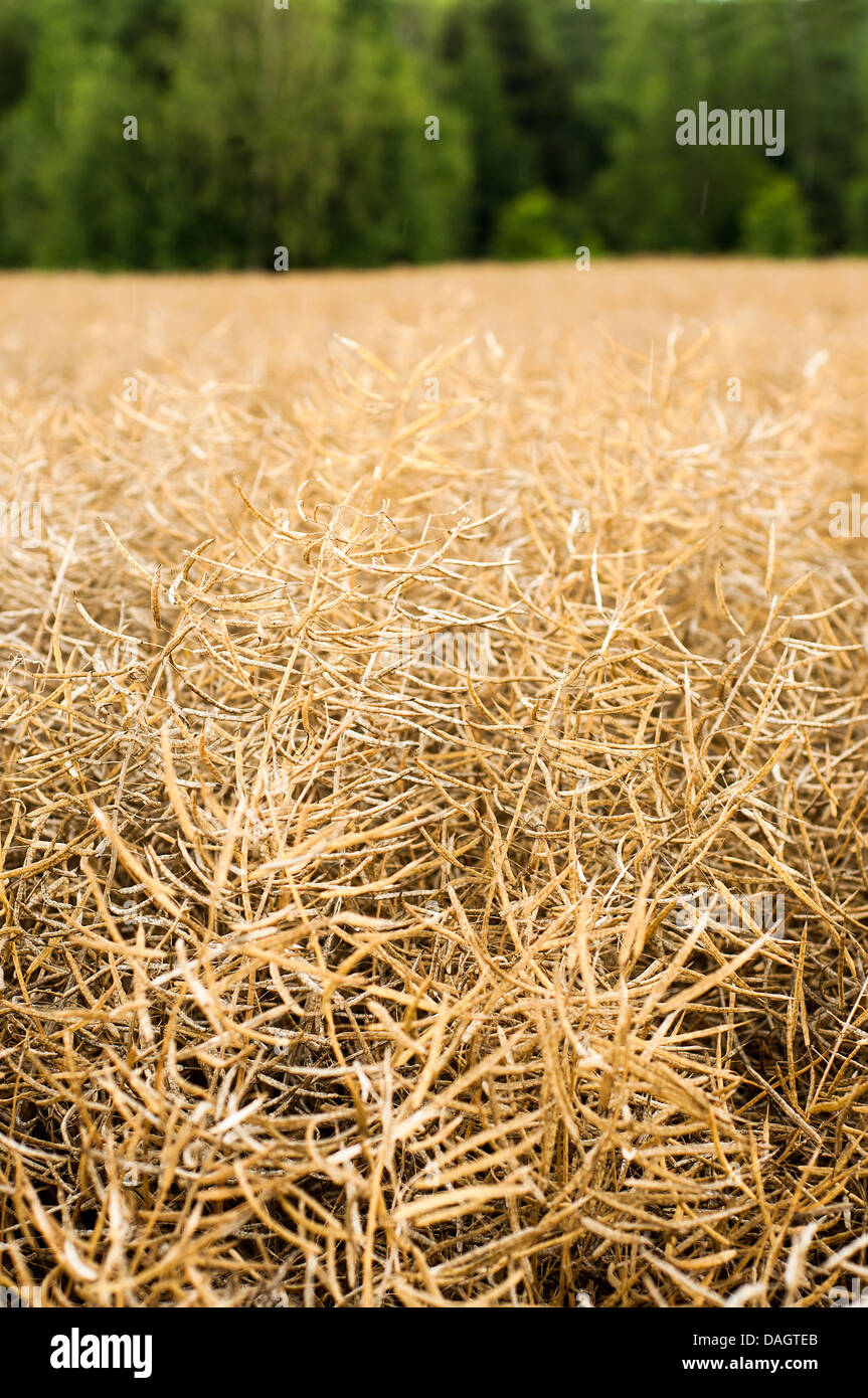 Rape field in early summer ready for harvest Stock Photo - Alamy