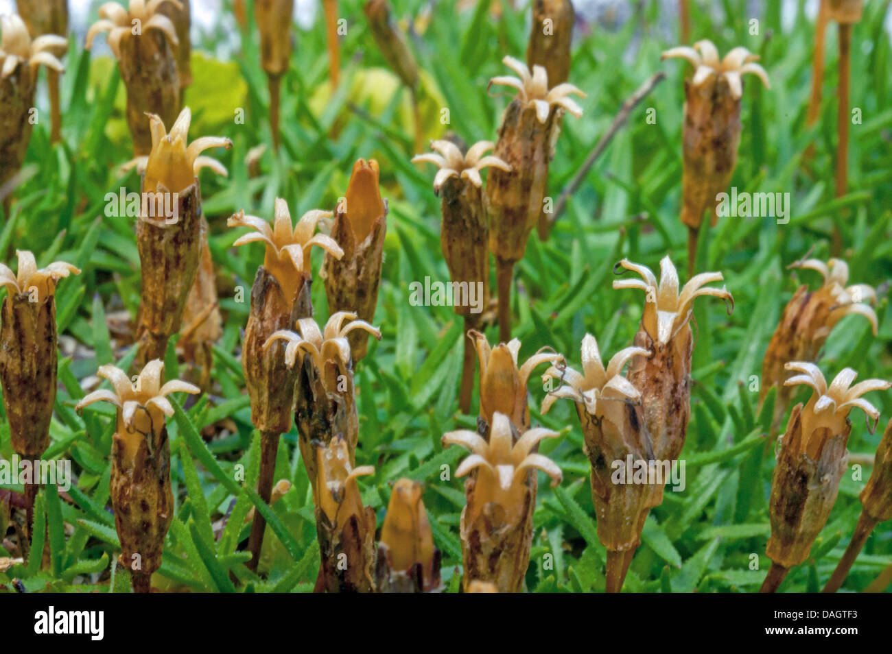 spring gentian (Gentiana verna), fruiting, Italy, South Tyrol, Dolomites Stock Photo