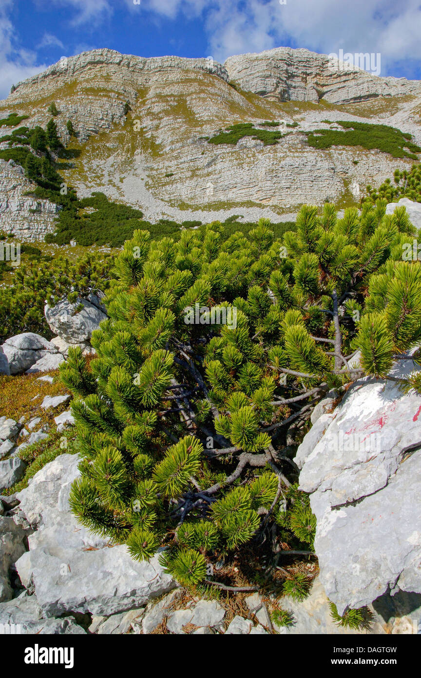 Mountain pine, Mugo pine (Pinus mugo), at Croce del Gris and Kleine Gaisl, Italy, South Tyrol, NP Fanes-Sennes-Braies Stock Photo