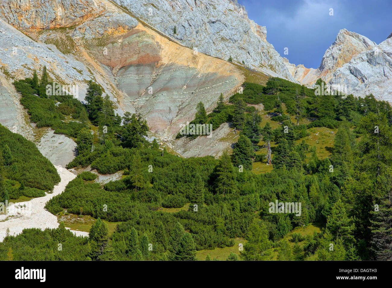 Mountain pine, Mugo pine (Pinus mugo), at Hohe Gaisl mountain, Italy, South Tyrol, NP Fanes-Sennes-Braies Stock Photo