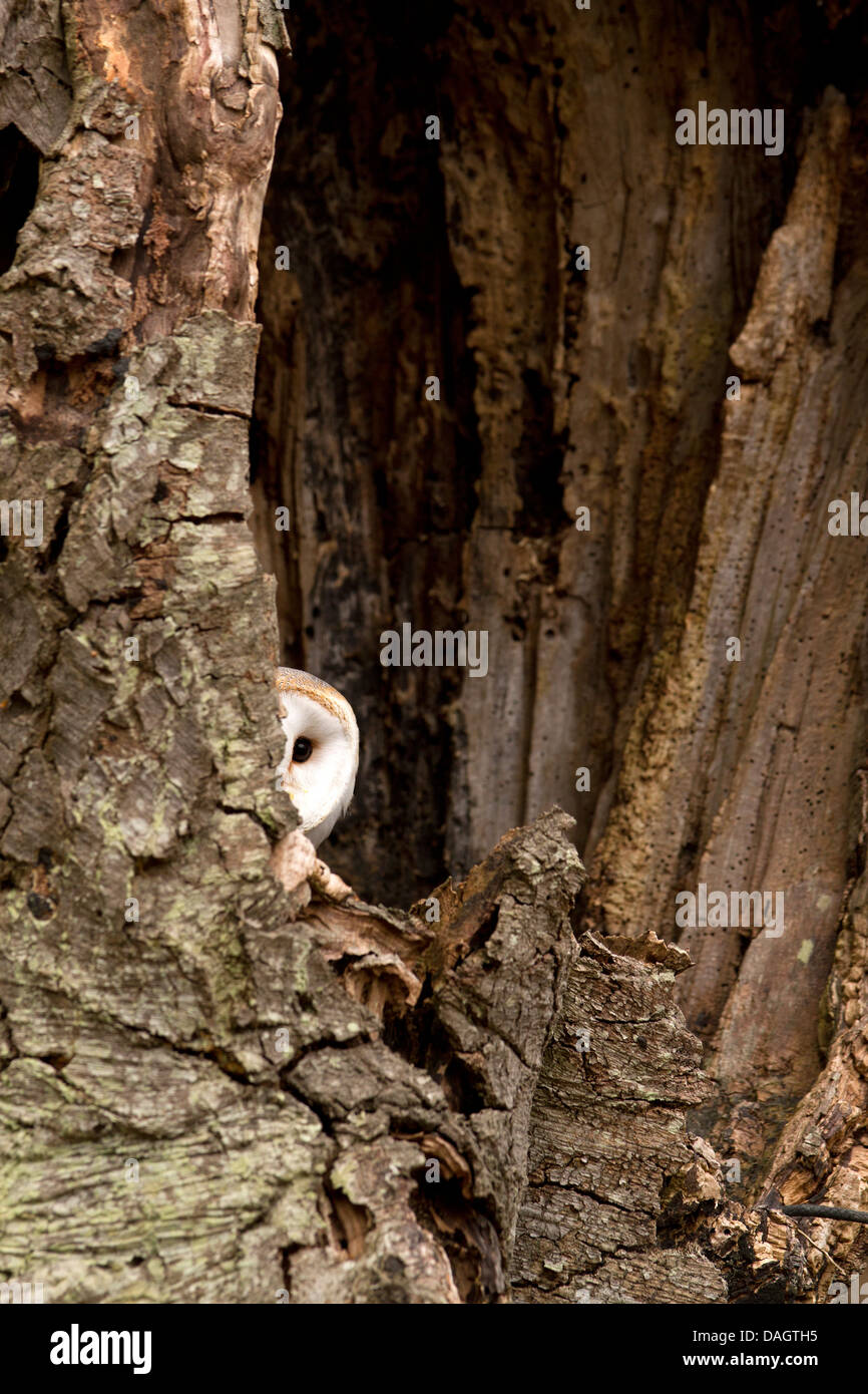 Barn Owl, Tyto alba sitting in a hollow tree Stock Photo