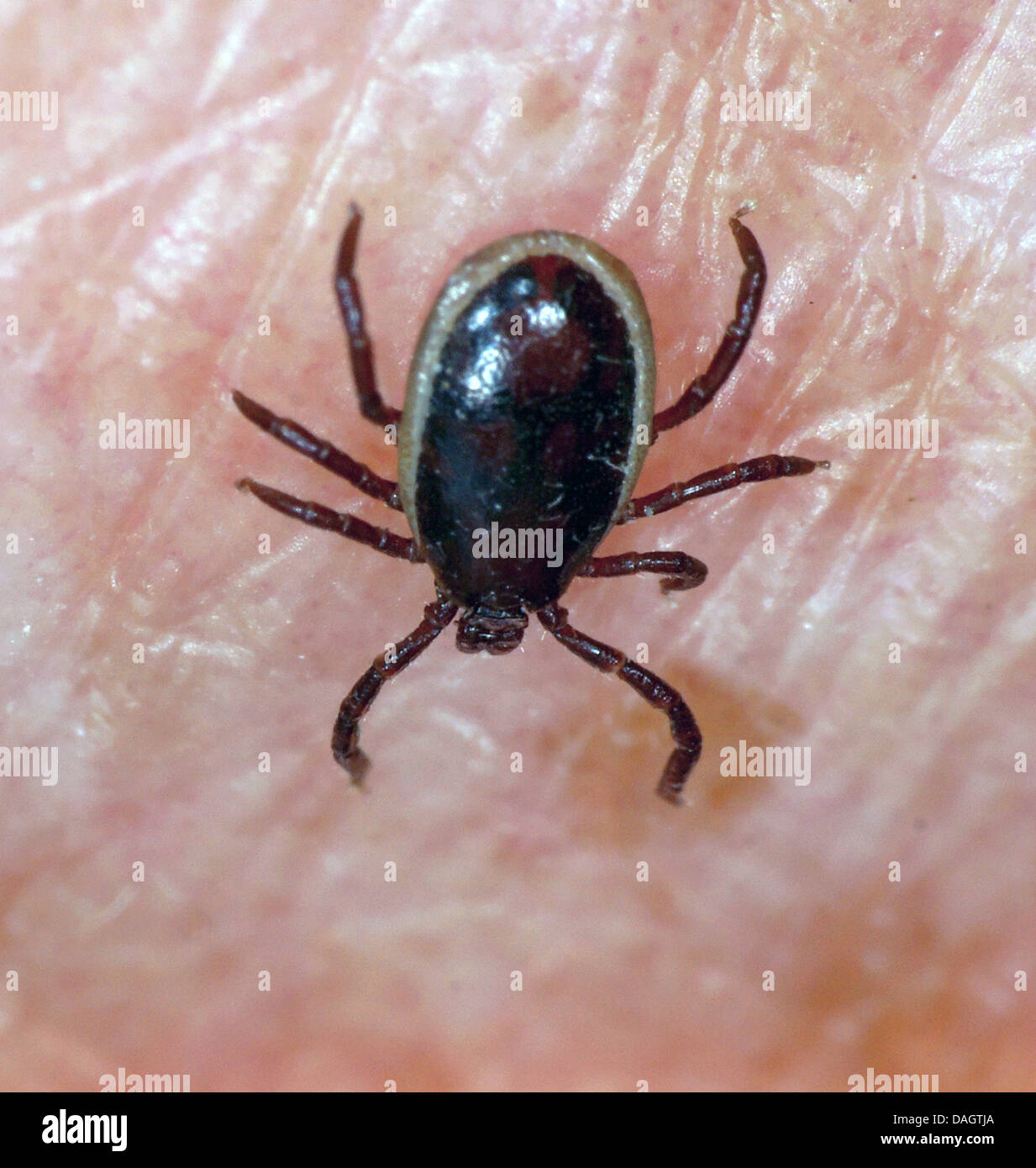 European castor bean tick, European sheep tick (Ixodes ricinus), tick
