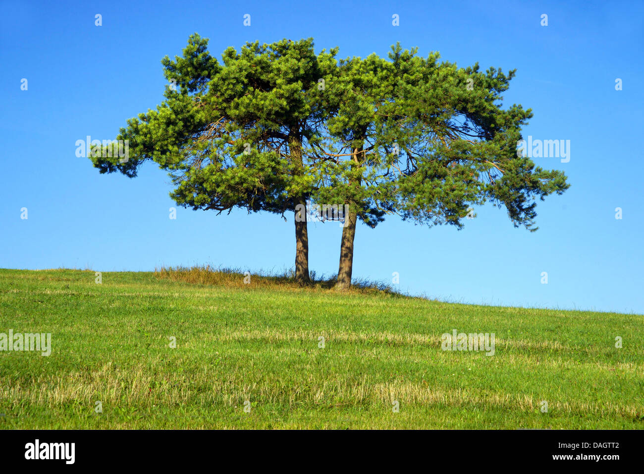 Scotch pine, Scots pine (Pinus sylvestris), two Scotch pines in a meadow, Germany, North Rhine-Westphalia, Eifel, Weyer Stock Photo