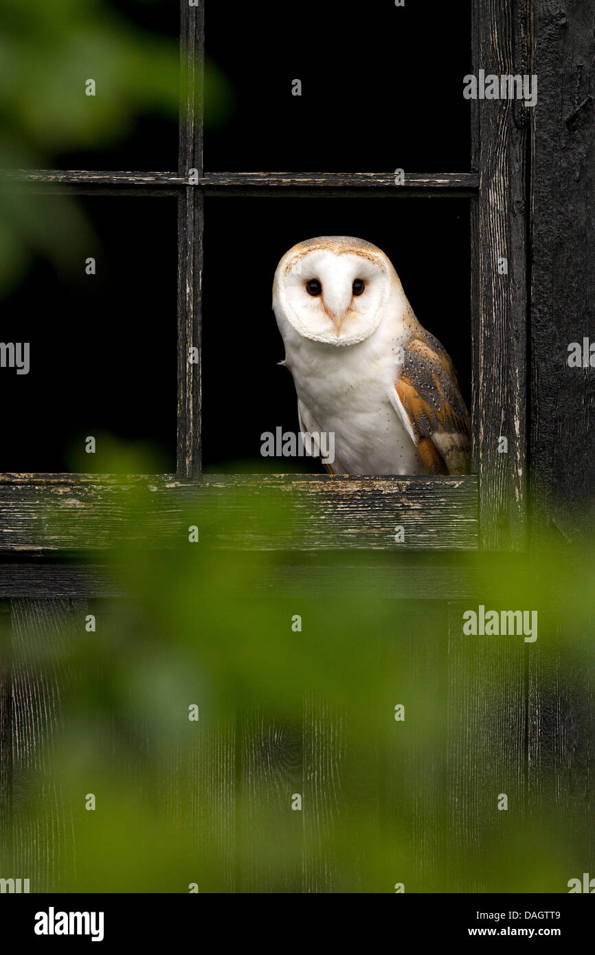 Barn Owl, Tyto alba sitting in a window Stock Photo