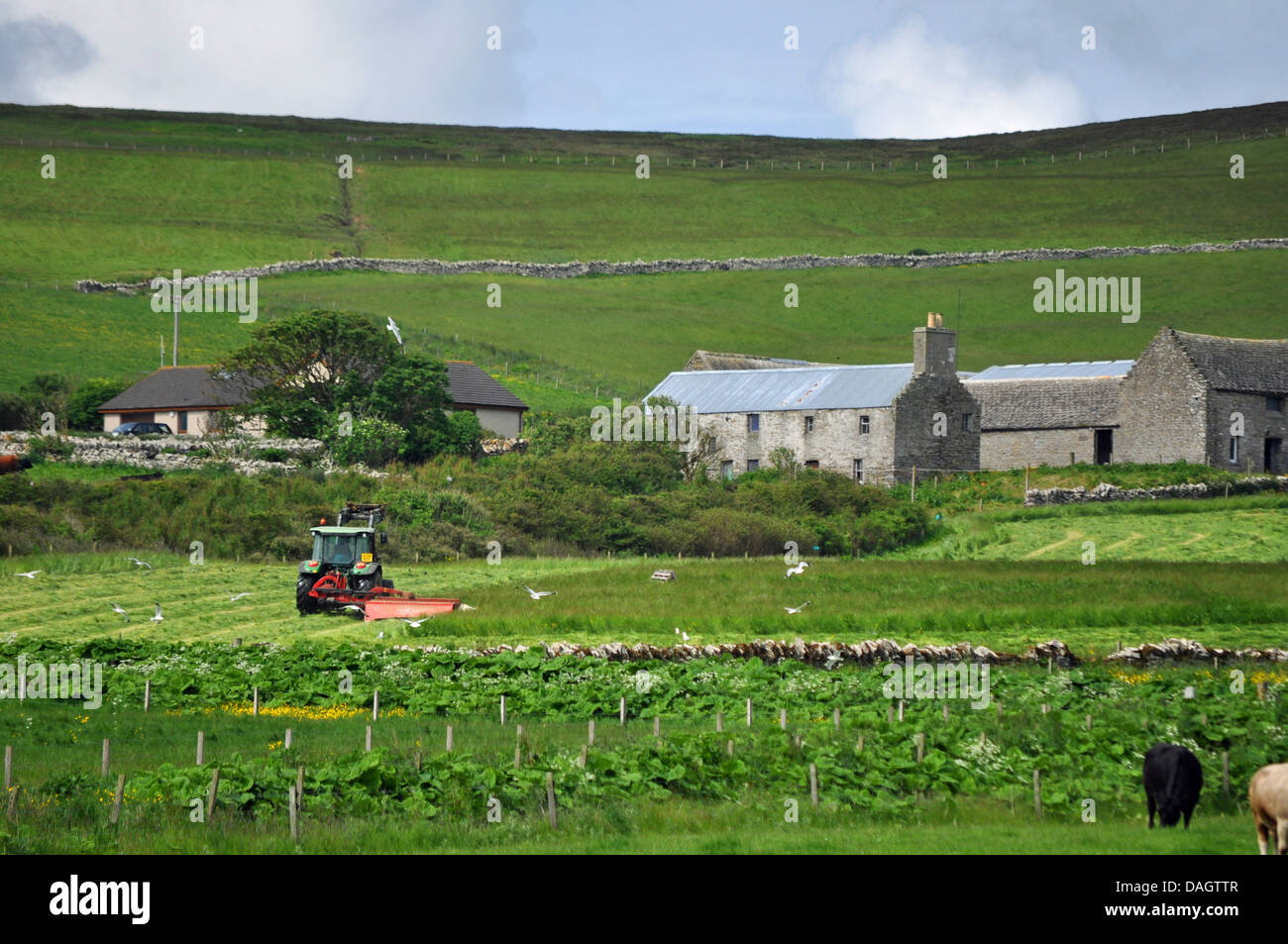 Tractor on a farm in the Orkney Islands Stock Photo Alamy