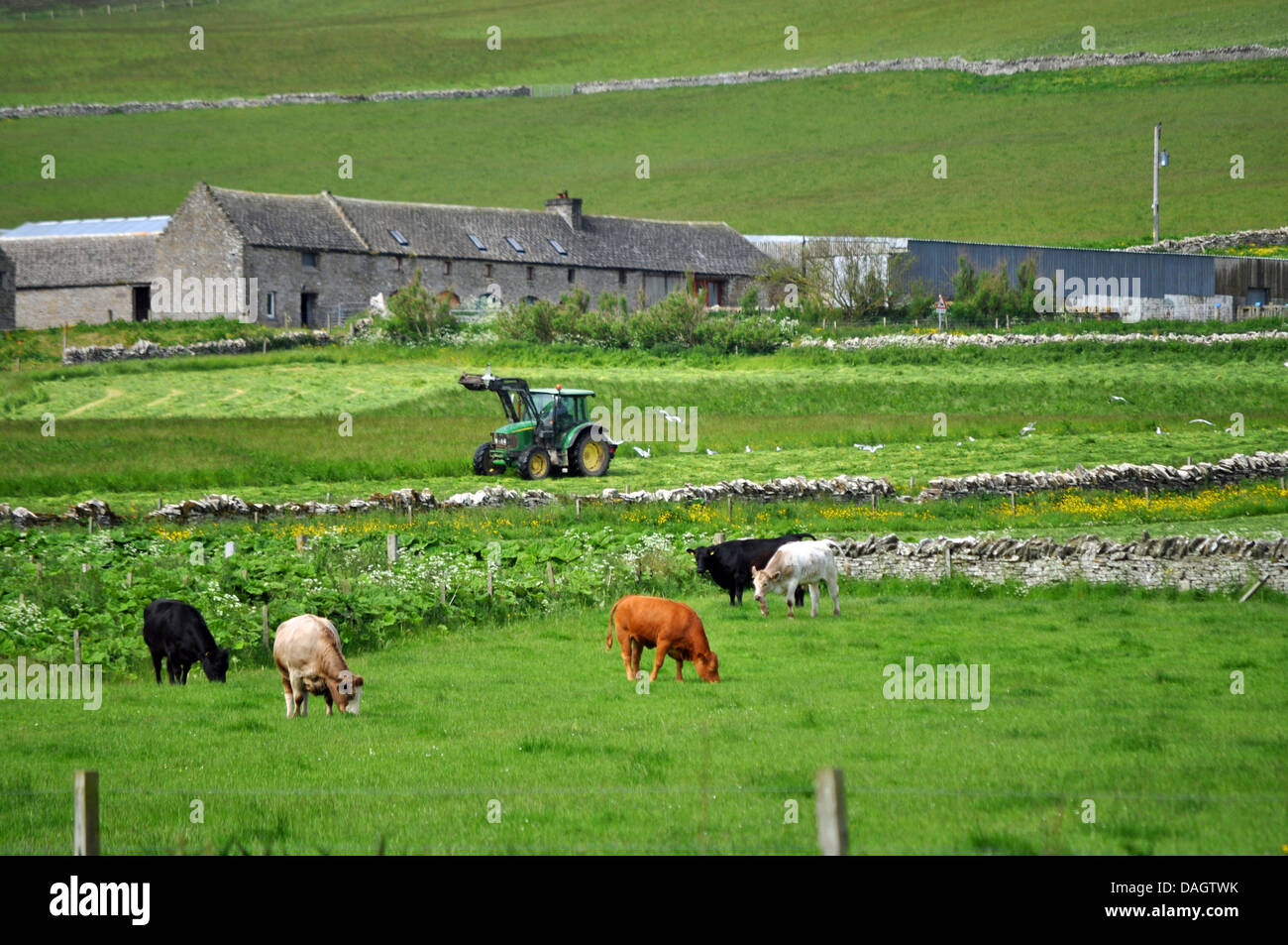 Tractor on a farm in the Orkney Islands Stock Photo