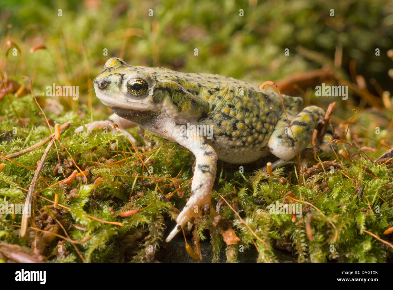 green toad (Bufo debilis), on moss Stock Photo