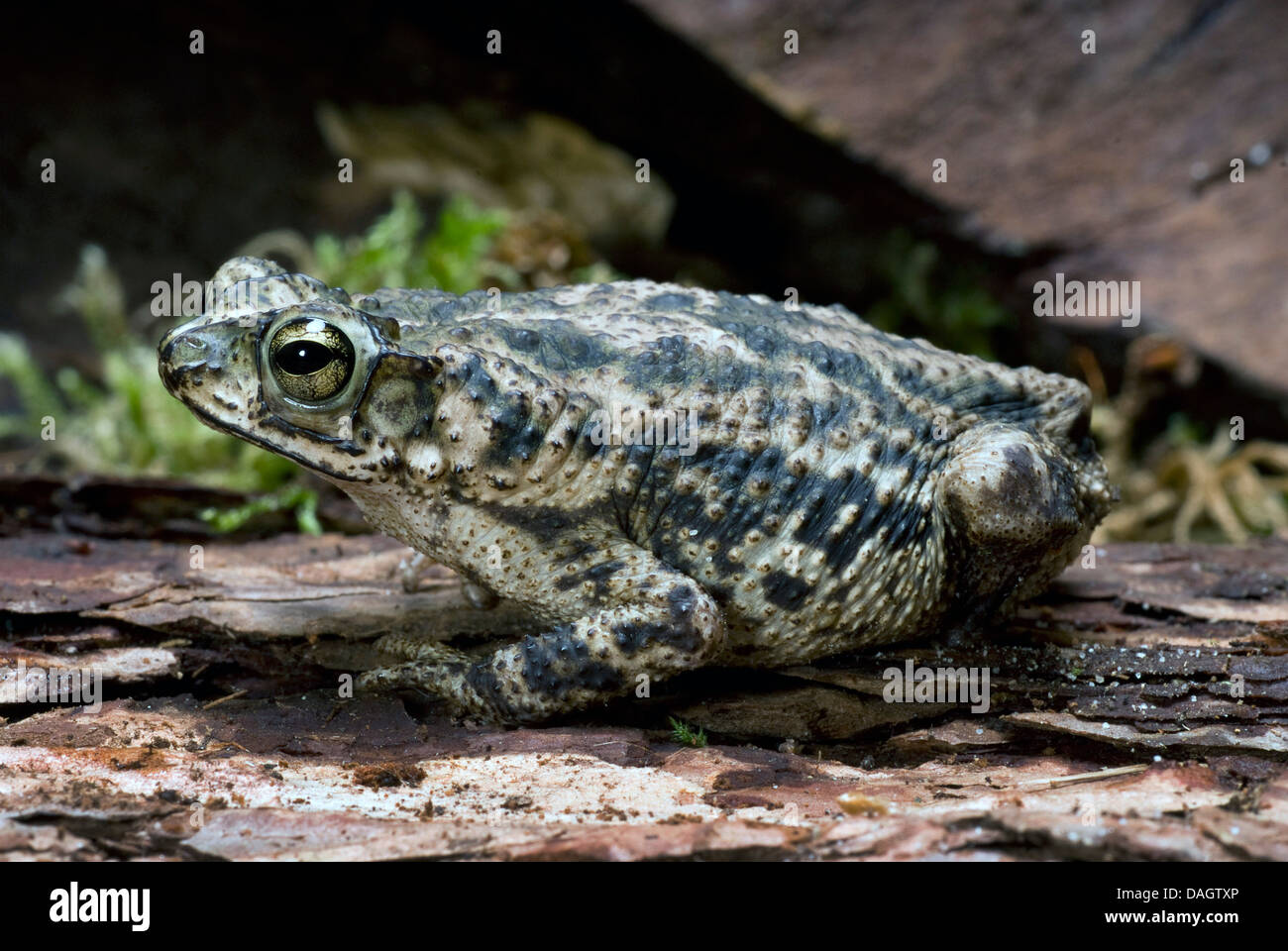 Granular Toad, Granular Sapo (Bufo granulosus), on a stone next to the water Stock Photo