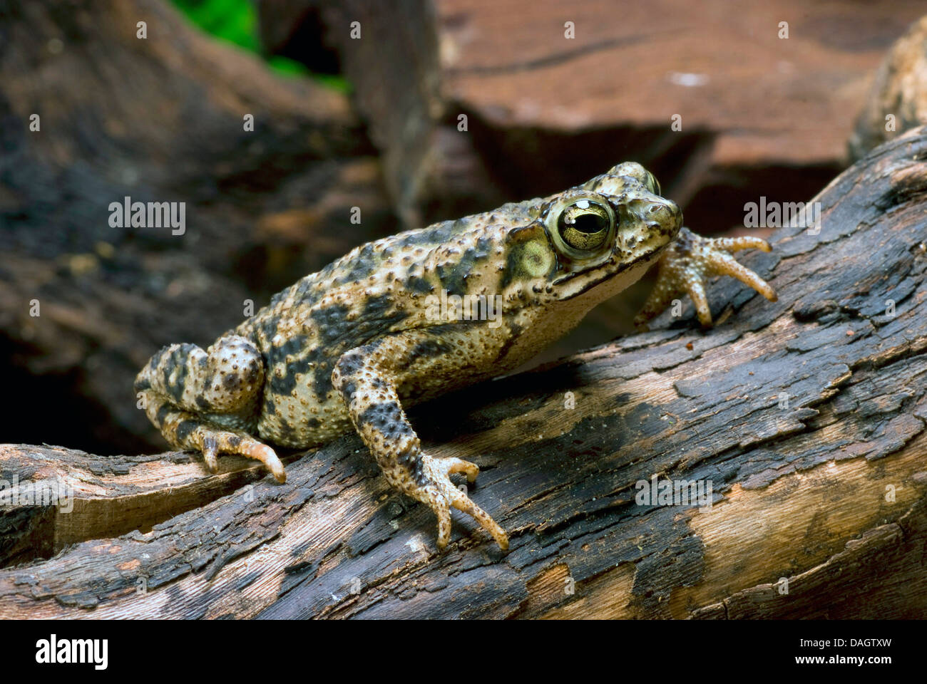 Granular Toad, Granular Sapo (Bufo granulosus), on a branch Stock Photo
