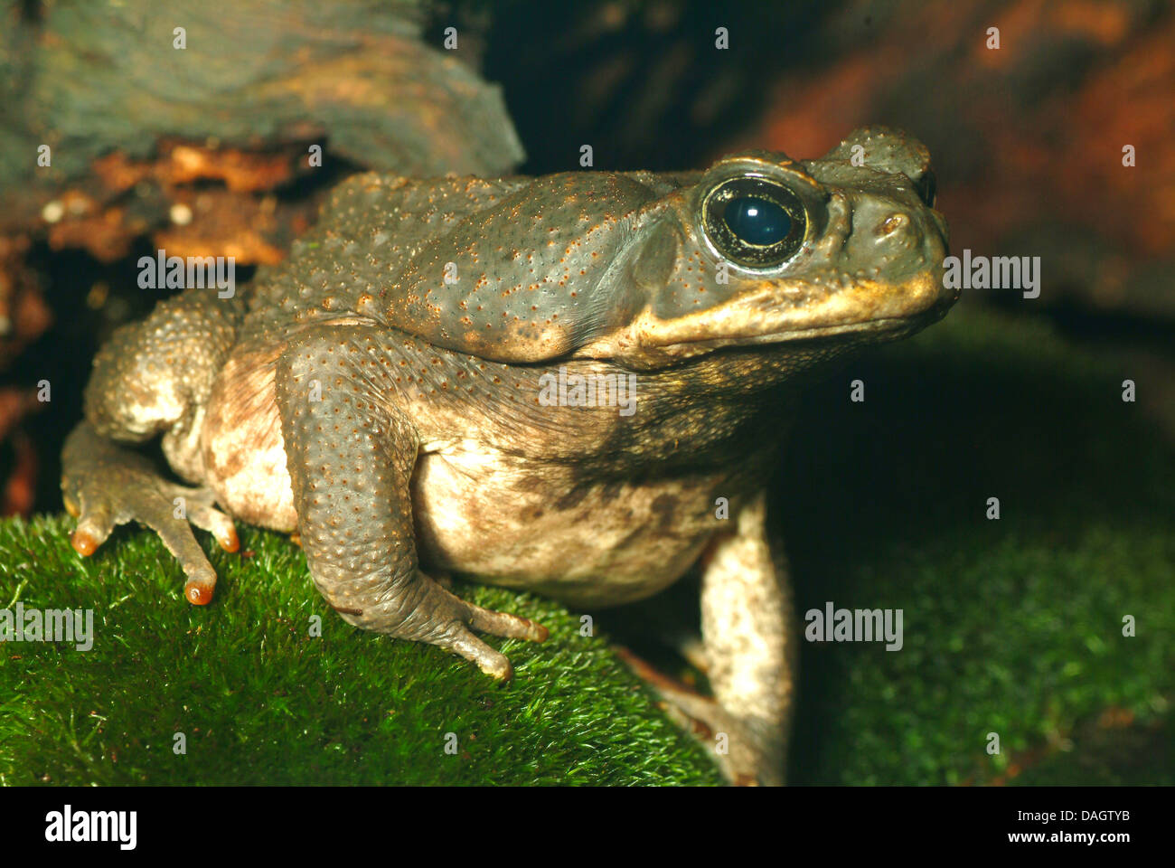 Giant toad, Marine toad, Cane toad, South American Neotropical toad