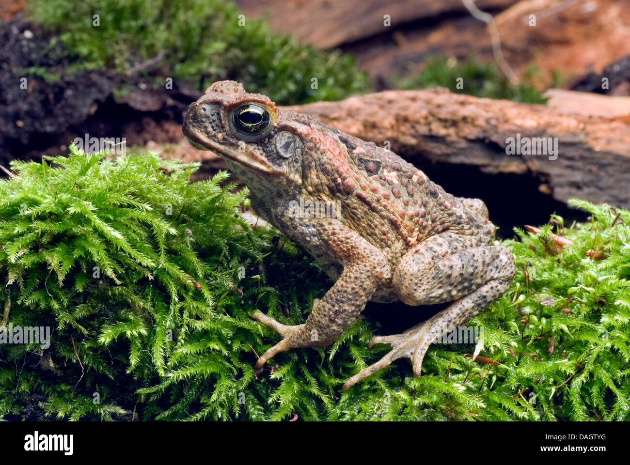 Giant toad, Marine toad, Cane toad, South American Neotropical toad