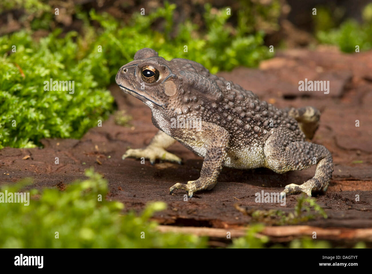 black-spined toad (Bufo melanostictus, Duttaphrynus melanostictus), on a stone Stock Photo