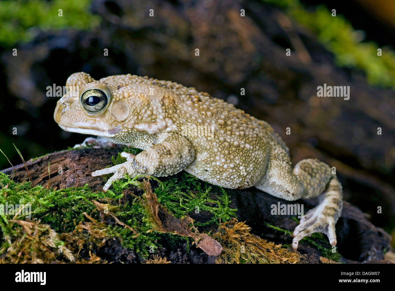 Panther toad, Square-marked Toad (Bufo regularis), on mossy bark Stock Photo