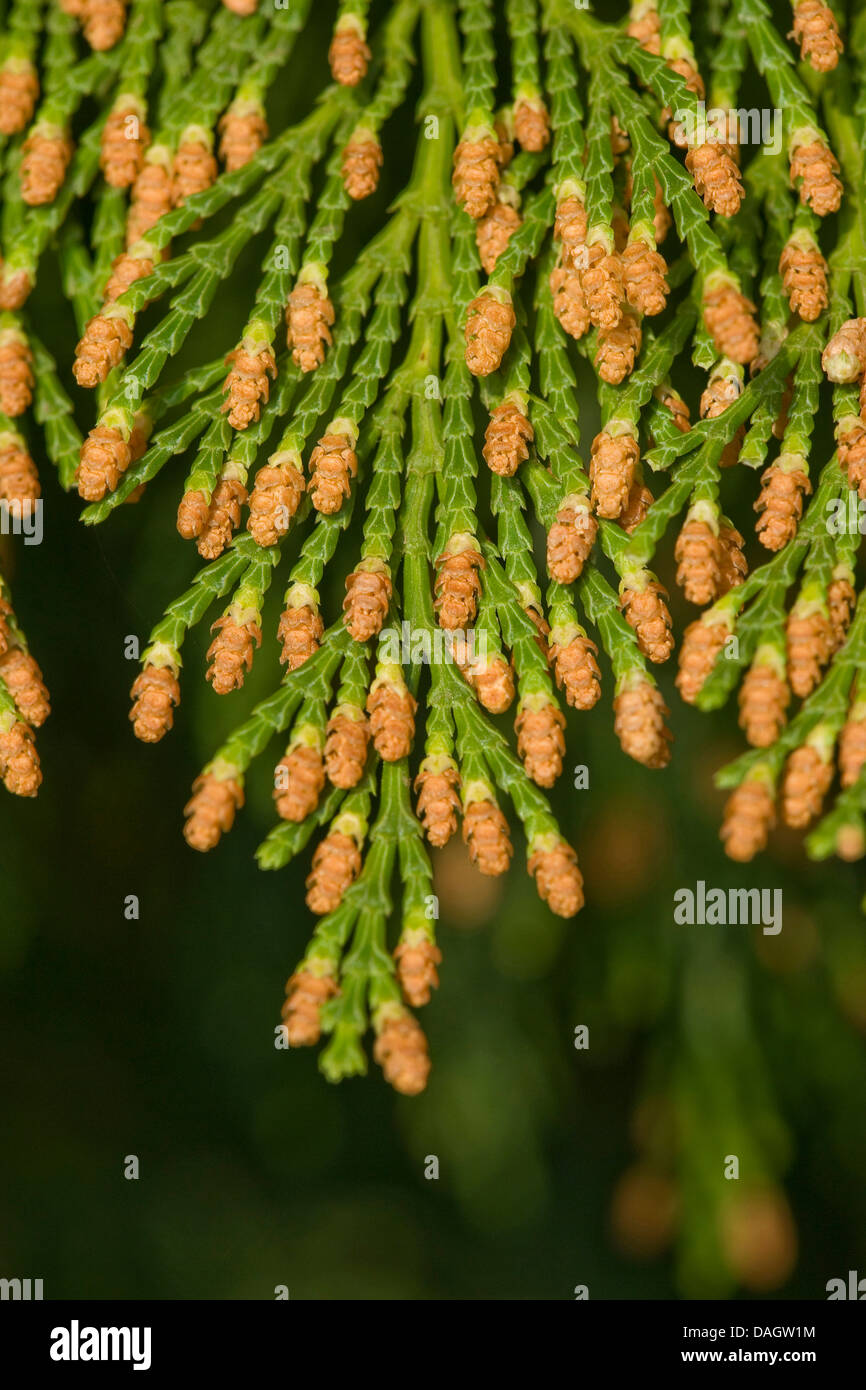 incense cedar, Californian white cedar (Calocedrus decurrens), branch with male flowers Stock