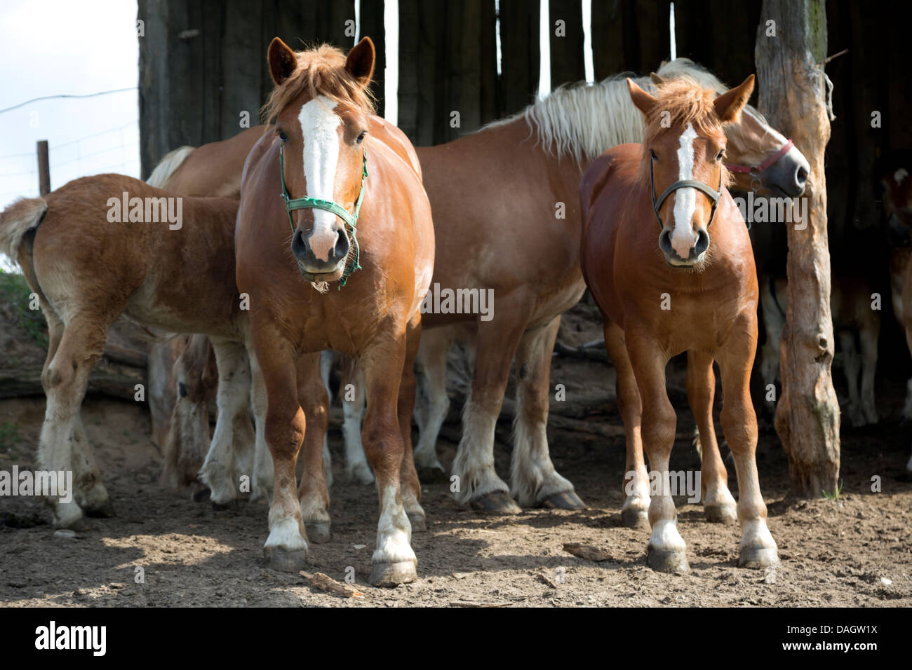 Horses in a shed, Poland. Stock Photo