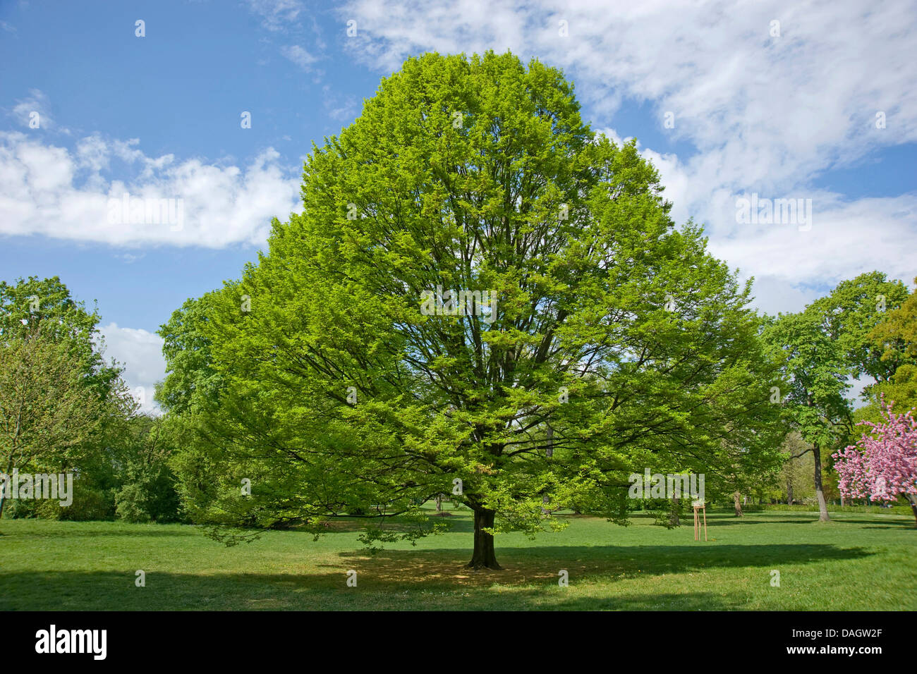 common hornbeam, European hornbeam (Carpinus betulus), standing in a