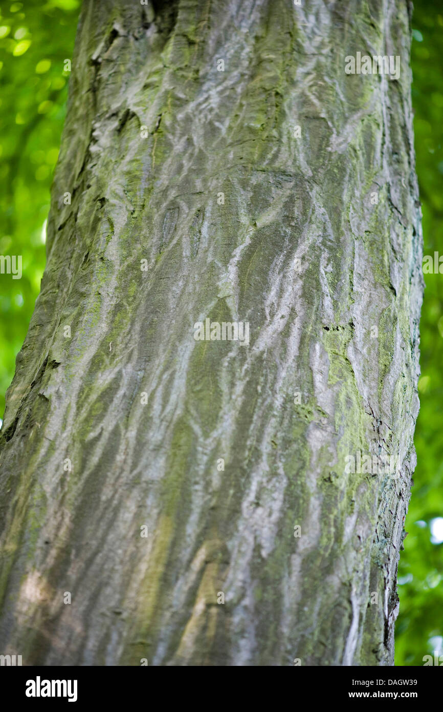 common hornbeam, European hornbeam (Carpinus betulus), bark, Germany Stock Photo