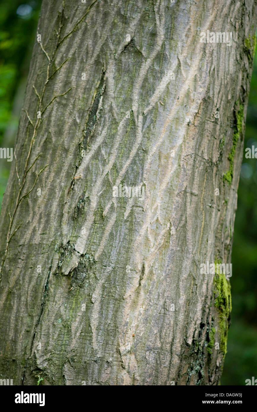 common hornbeam, European hornbeam (Carpinus betulus), bark, Germany Stock Photo