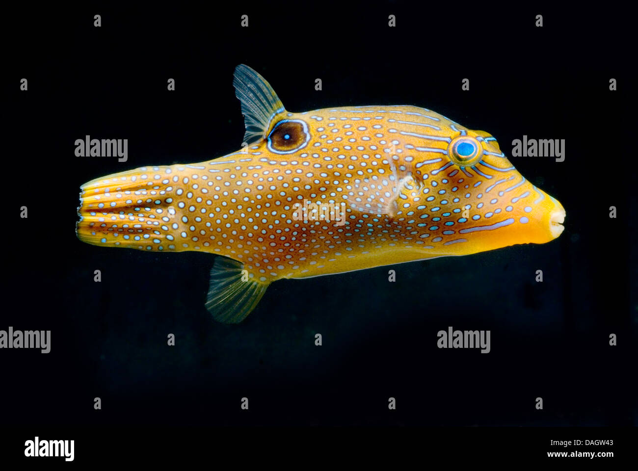 Spotted sharpnose (Canthigaster solandri), swimming Stock Photo