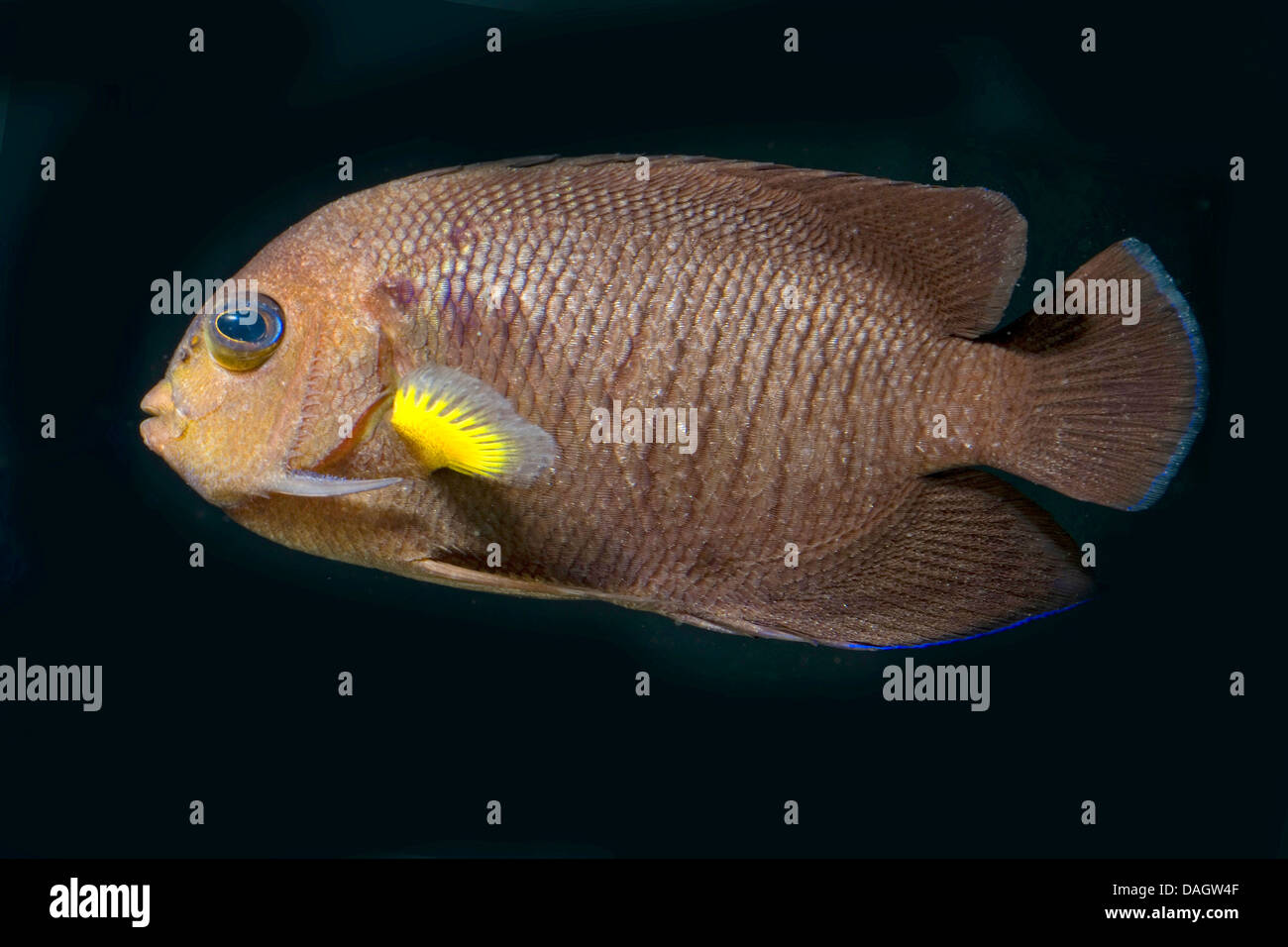 Yellowfin angelfish (Centropyge flavipectoralis), swimming Stock Photo