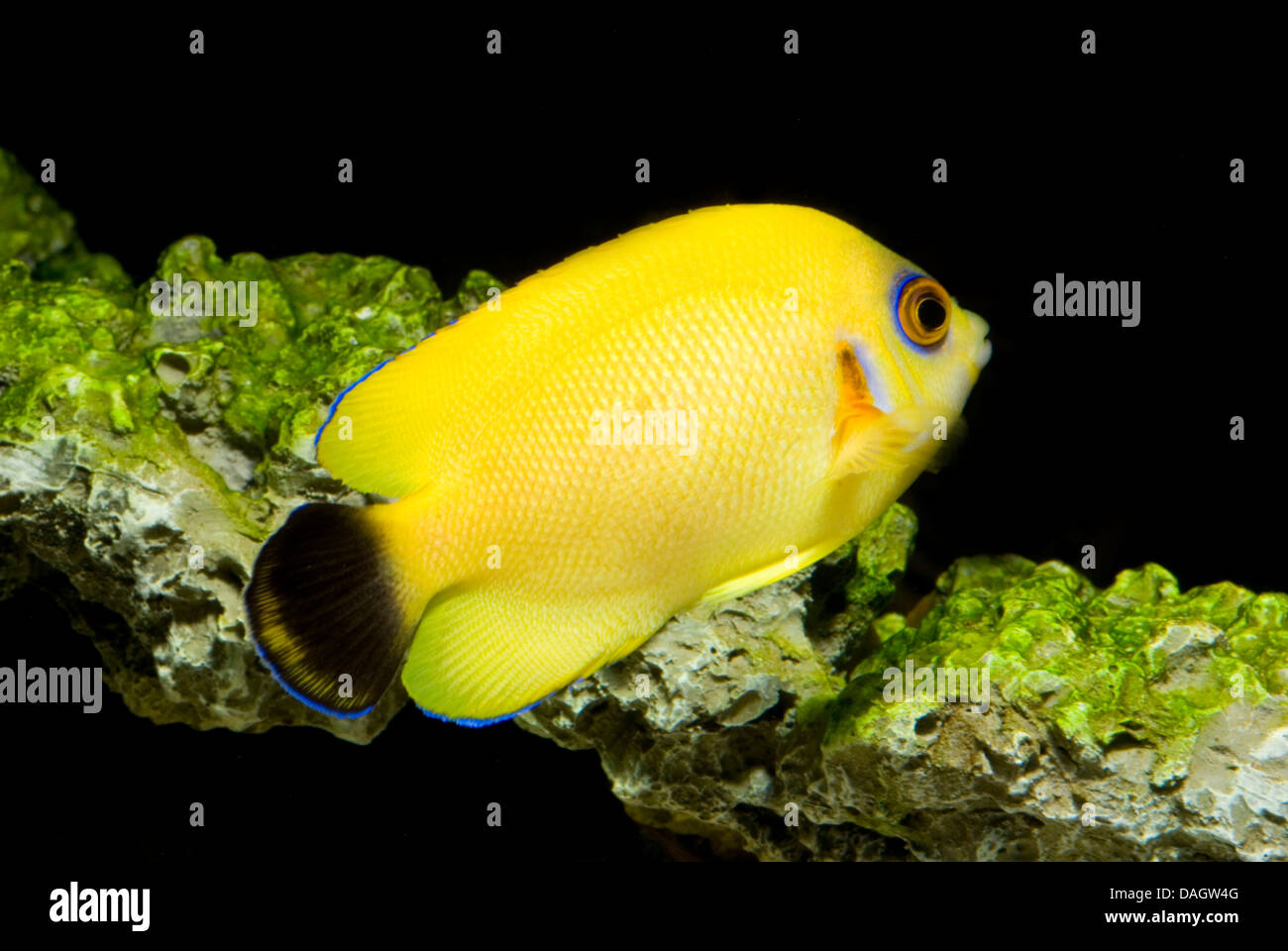 Hybrid Angelfish (Centropyge flavissima x vrolikii), swimming Stock Photo