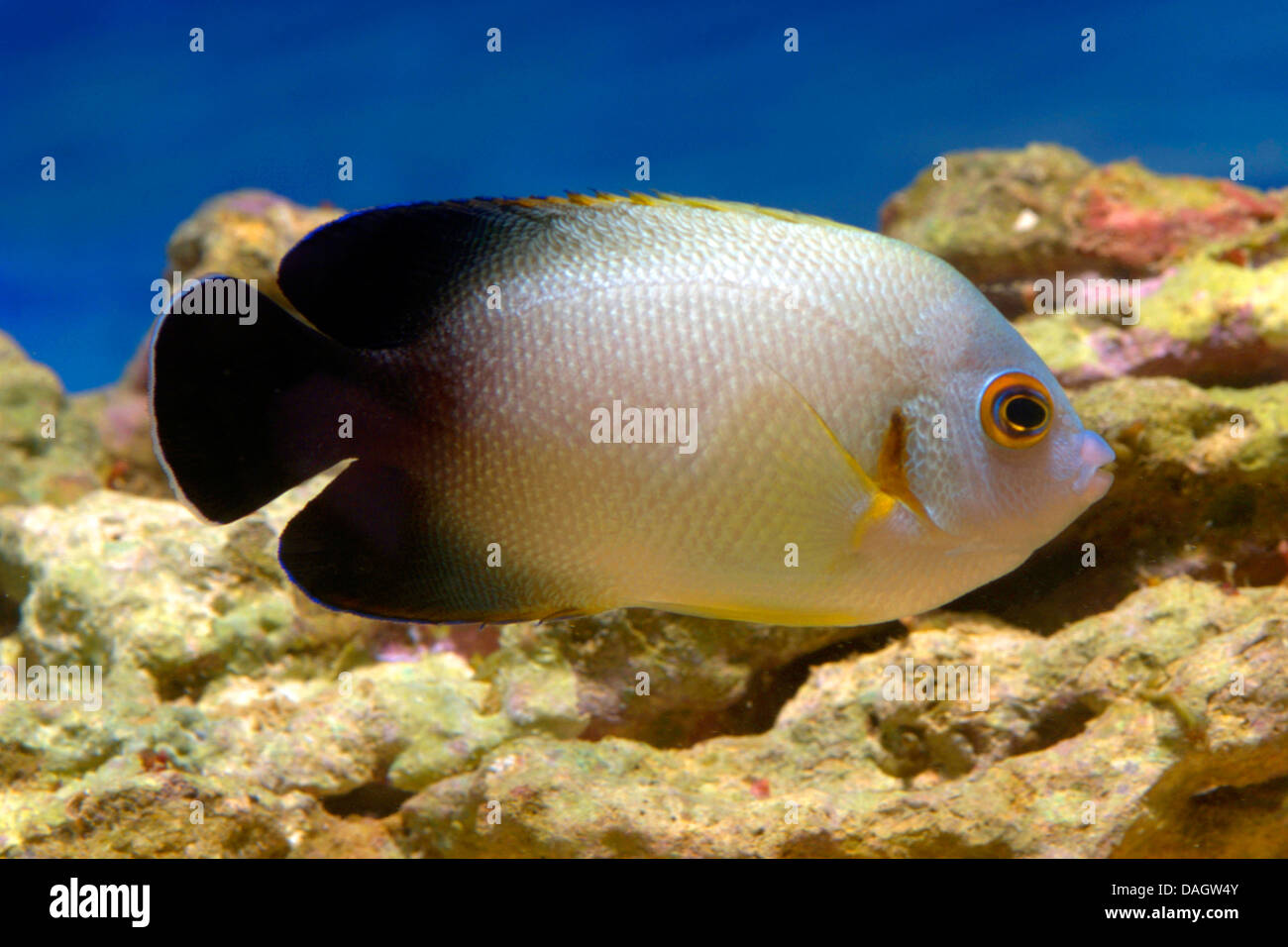 Pearlscale angelfish (Centropyge vroliki), swimming Stock Photo