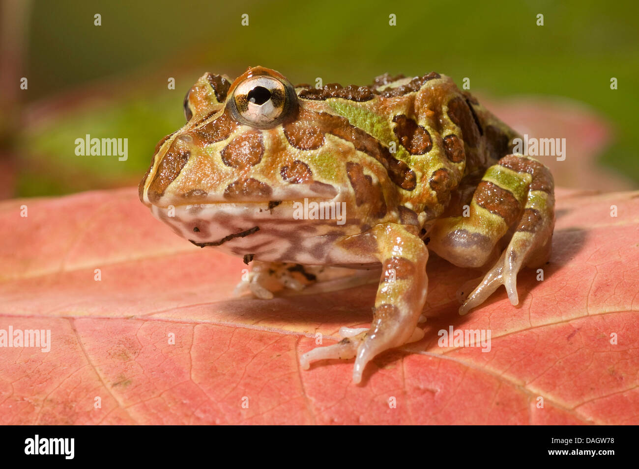 Chacoan horned frog (Ceratophrys cranwelli), on red leaf Stock Photo