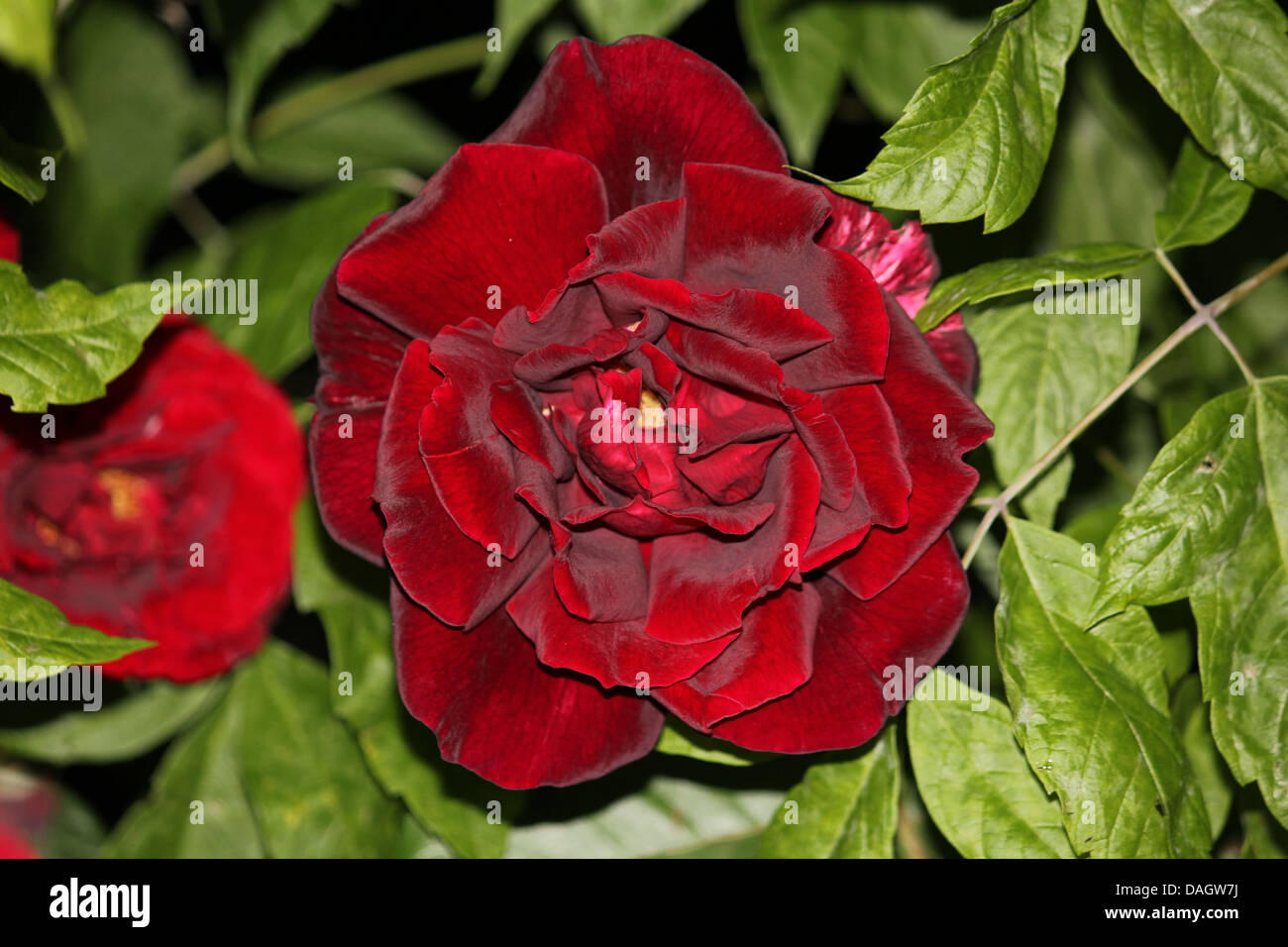 red rose close up Stock Photo - Alamy