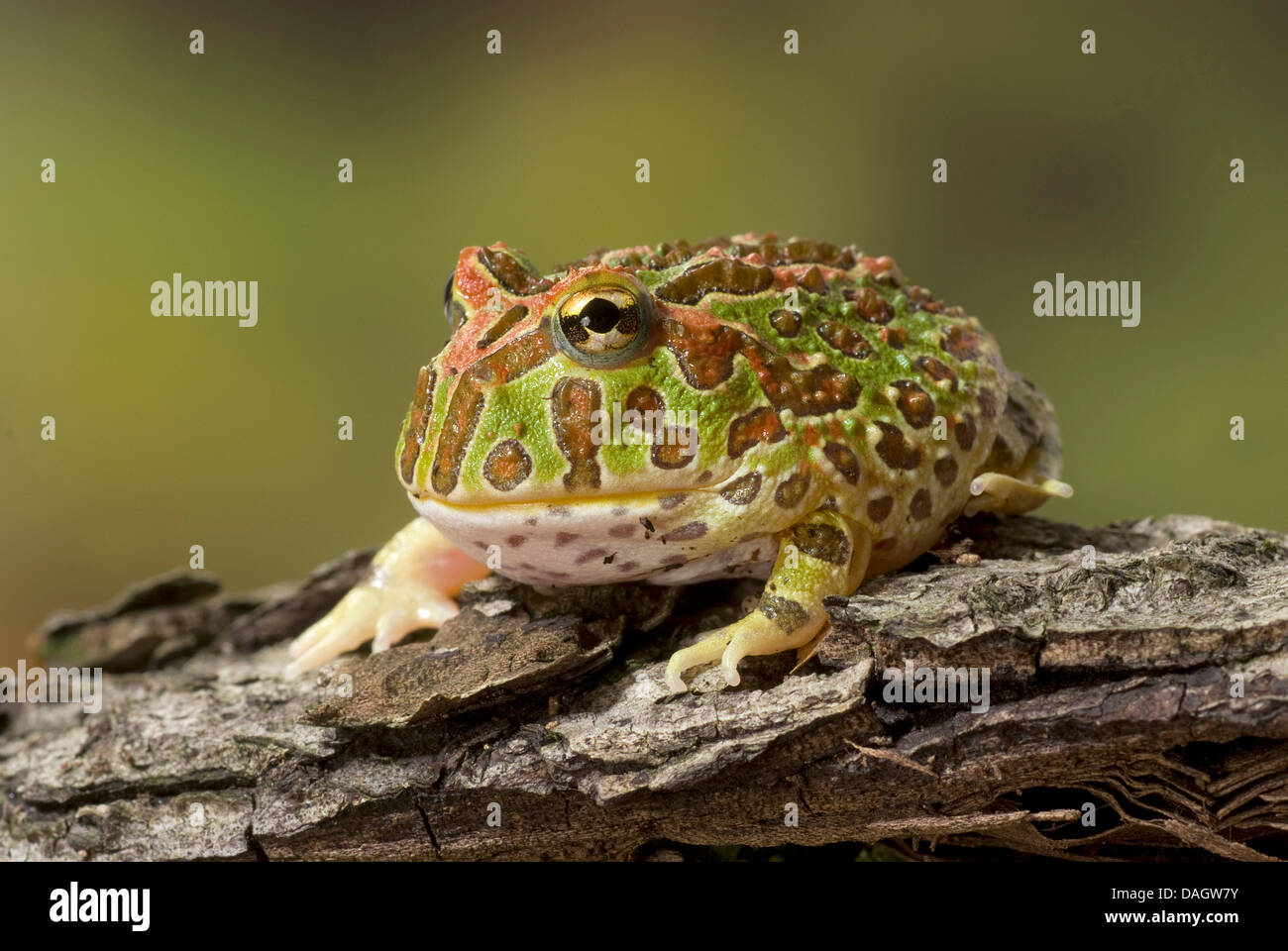 argentine horned frog, pacman frog, nightcrawler, night crawler, ornate horned frog, ornate horned toad, escuerzo (Ceratophrys ornata), on bark Stock Photo