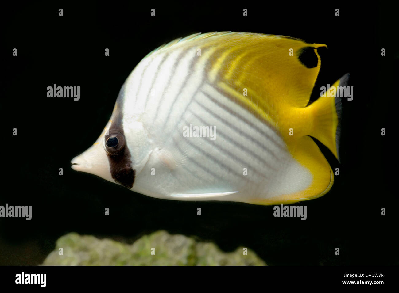 threadfin butterflyfish, spined butterflyfish (Chaetodon auriga), swimming Stock Photo