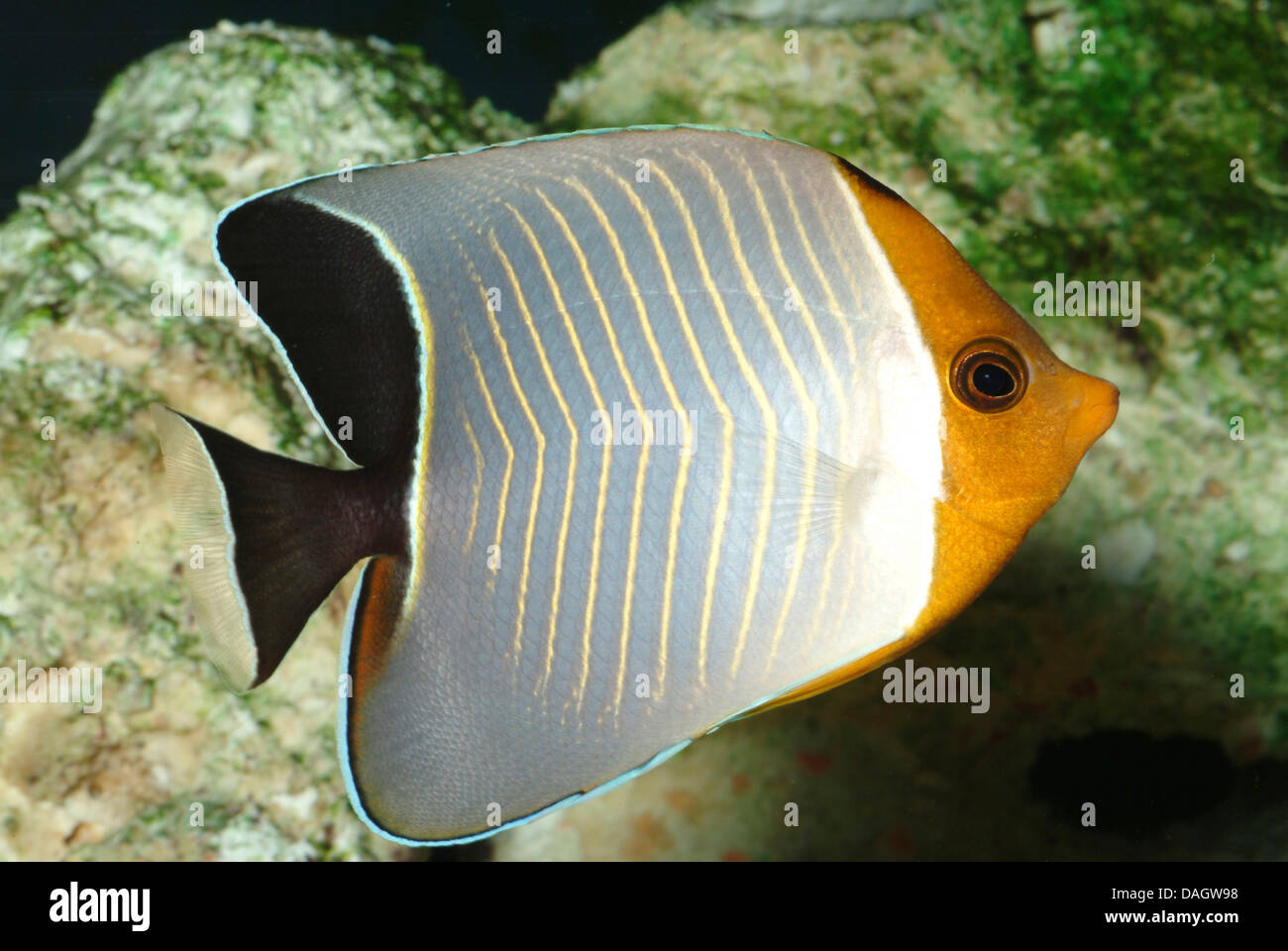 Hooded butterflyfish (Chaetodon larvatus), swimming Stock Photo