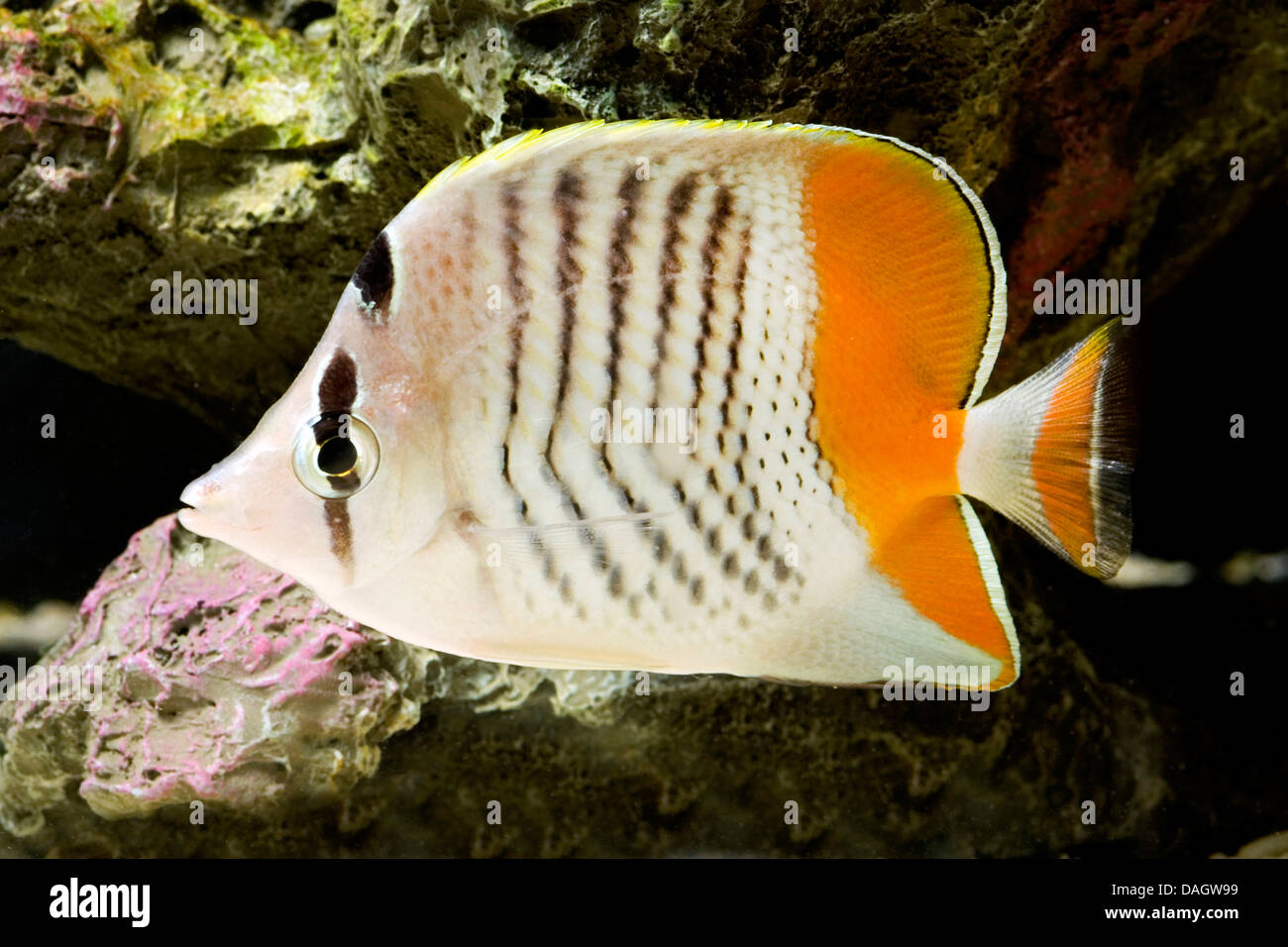 Seychelles butterflyfish (Chaetodon madagaskariensis), swimming Stock Photo