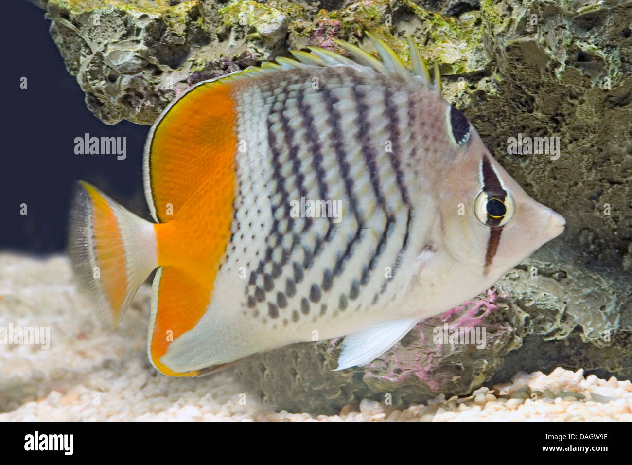 Seychelles butterflyfish (Chaetodon madagaskariensis), swimming Stock Photo