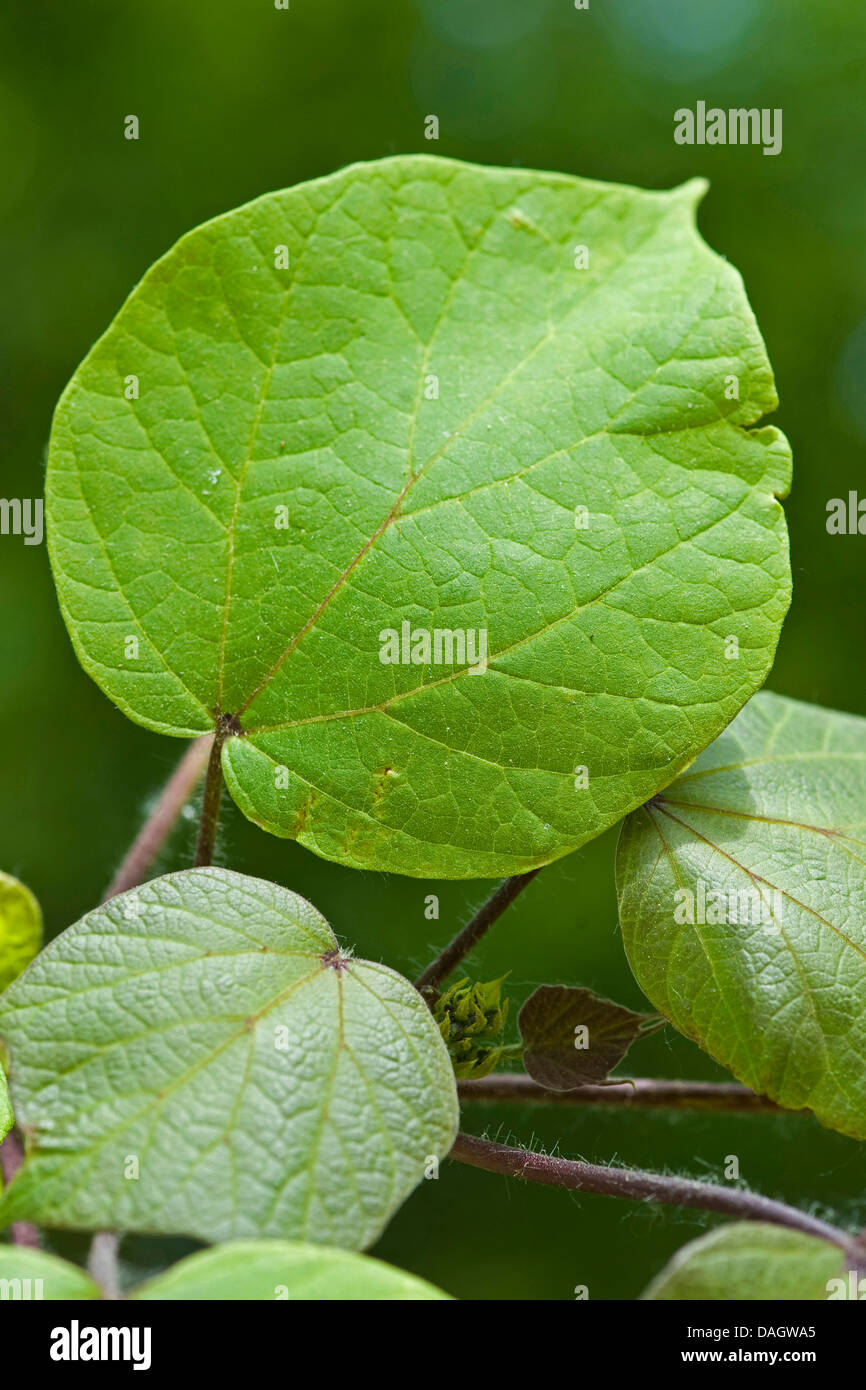 Indian bean tree (Catalpa bignonioides), leaves Stock Photo