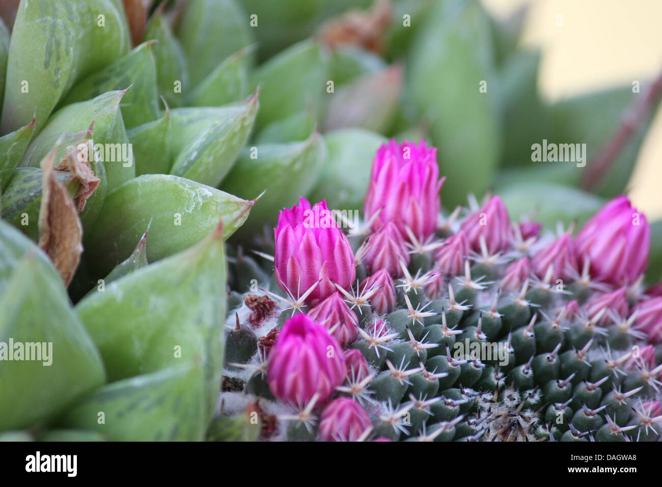 mammillaria cactus blooms Stock Photo